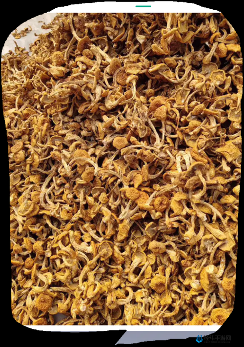 91麻豆精产国品一二三产区区：揭秘三大产区的独特魅力与优质产品